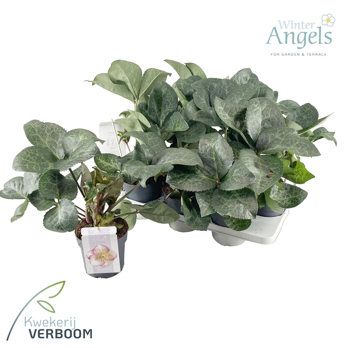 Helleborus Frostkiss Glenda's Gloss 50cm 15cm Pot