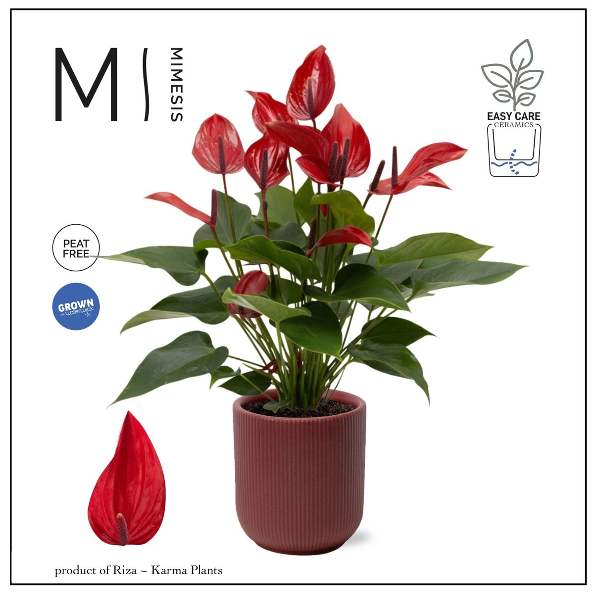 Anthurium Banderola Lava 35cm 12cm Pot