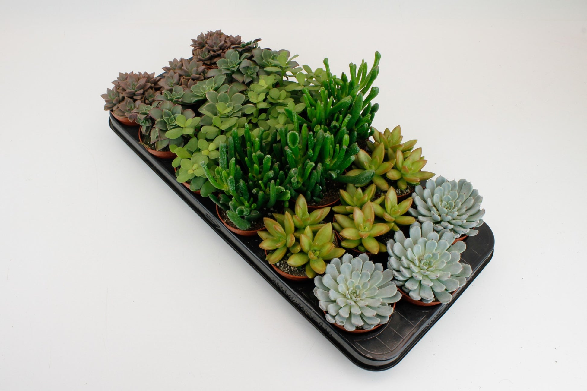 Lock, Handelskwekerij Succulents mix on row Pack of 18
