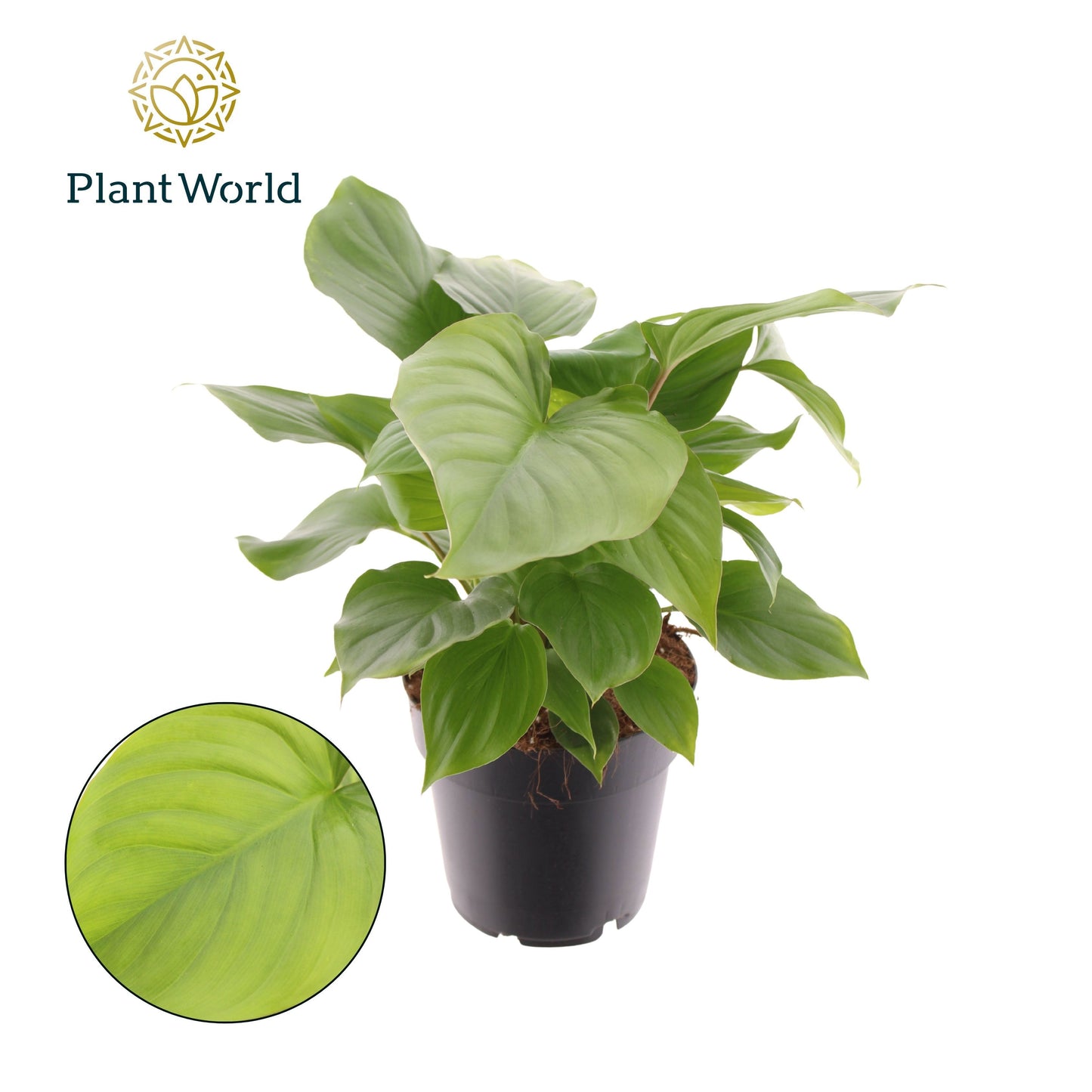 Plantworld Jogrow Homalomena Maggy Pack of 7