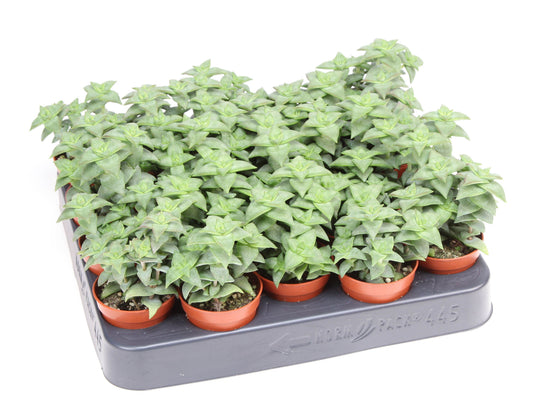 Crassula perfossa green 10cm 505cm Pot