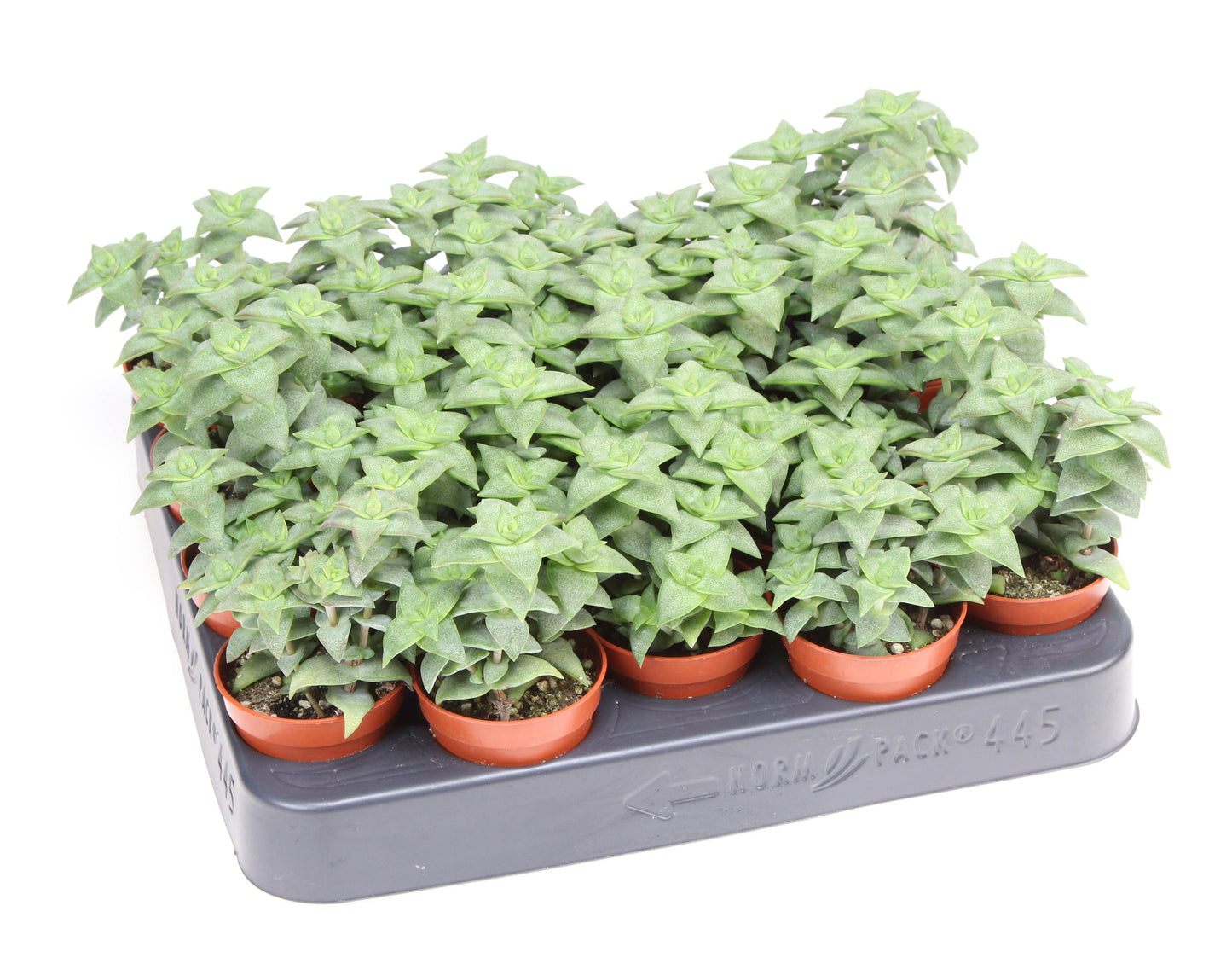 Euro Cactus Holland Bv Crassula perfossa green Pack of 20