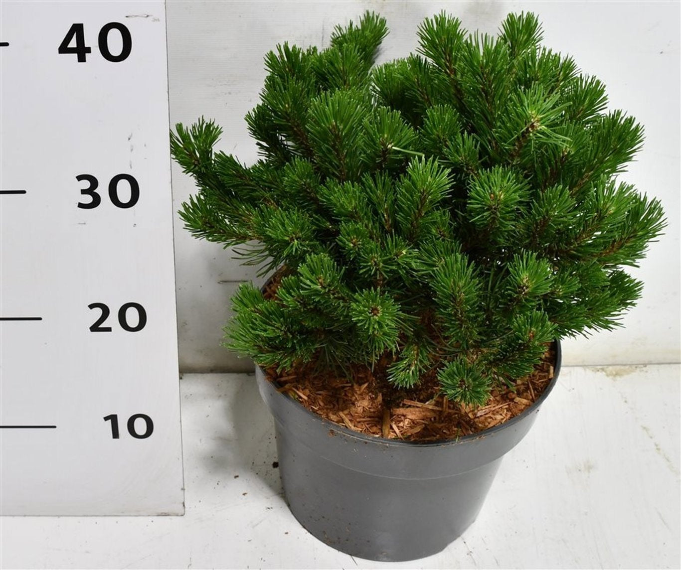 Pinus thunbergii 40cm 40cm Pot