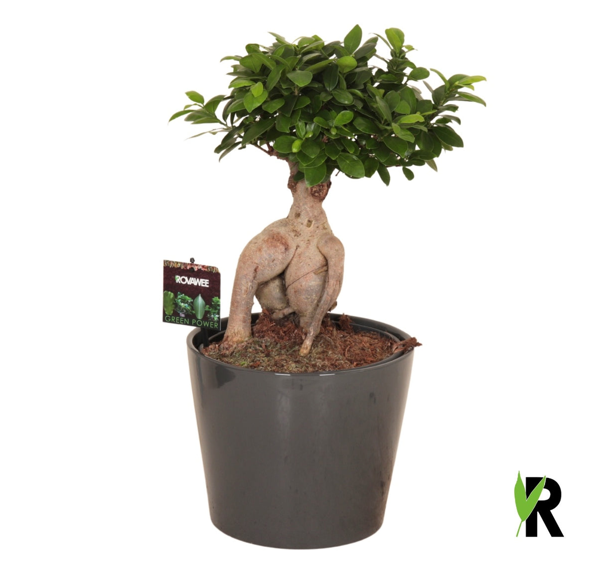 Ficus Ginseng 50cm 25cm Pot