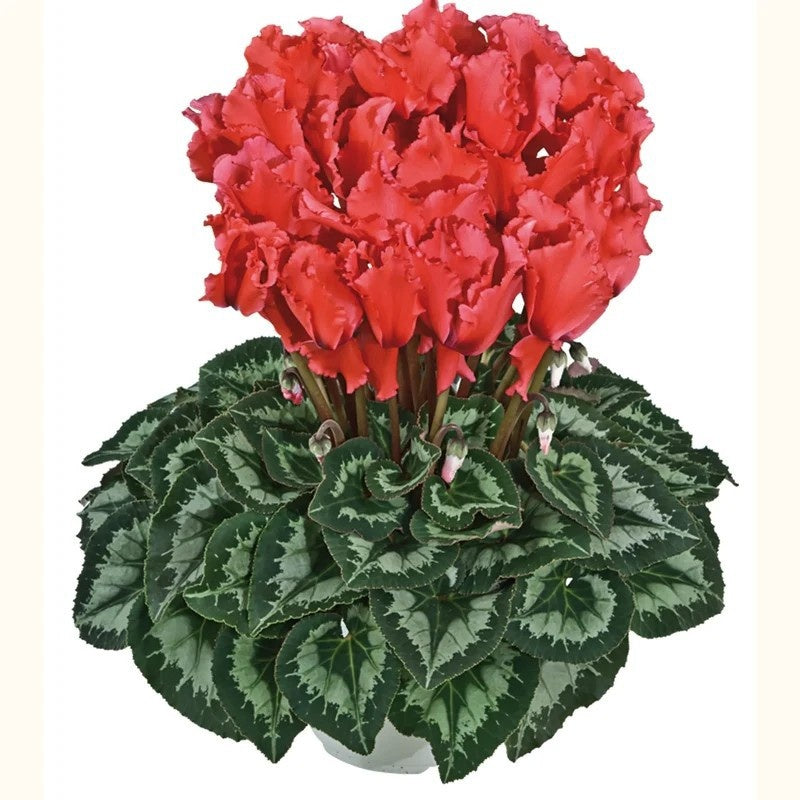 Cyclamen Halios Curly 35cm 17cm Pot