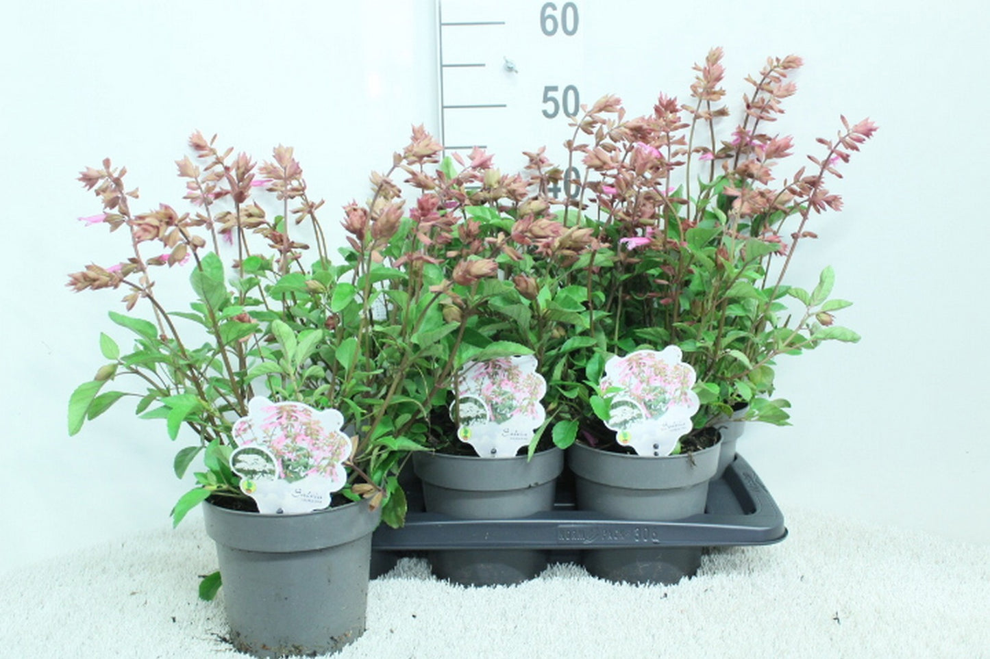 Salvia officinalis 50cm 17cm Pot