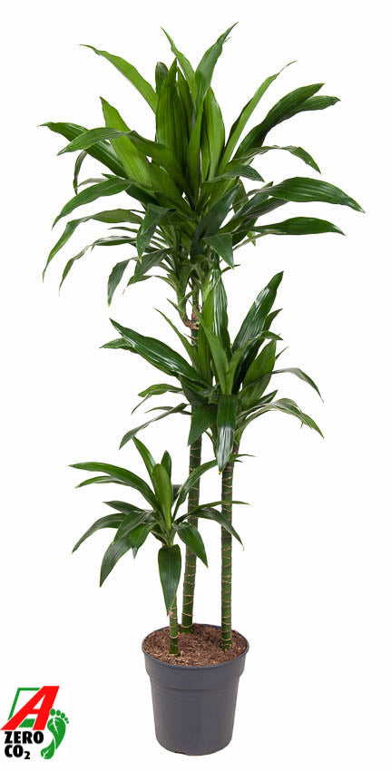 Dracaena frag. Janet Craig 90-60-30 140cm 24cm Pot
