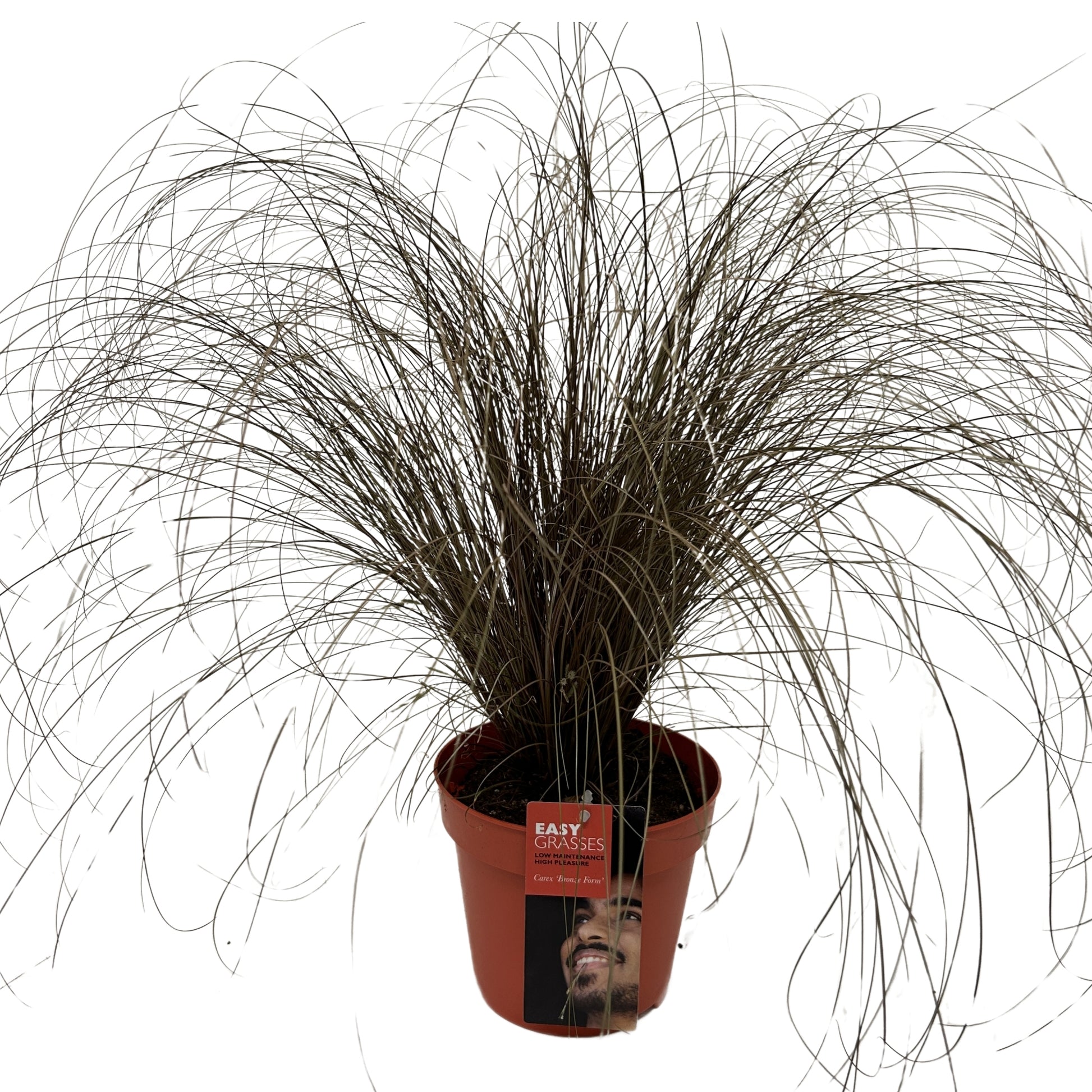 Carex Bronze Form 35cm 17cm Pot