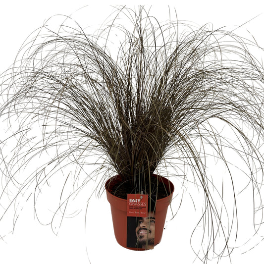 Carex Bronze Form 35cm 17cm Pot