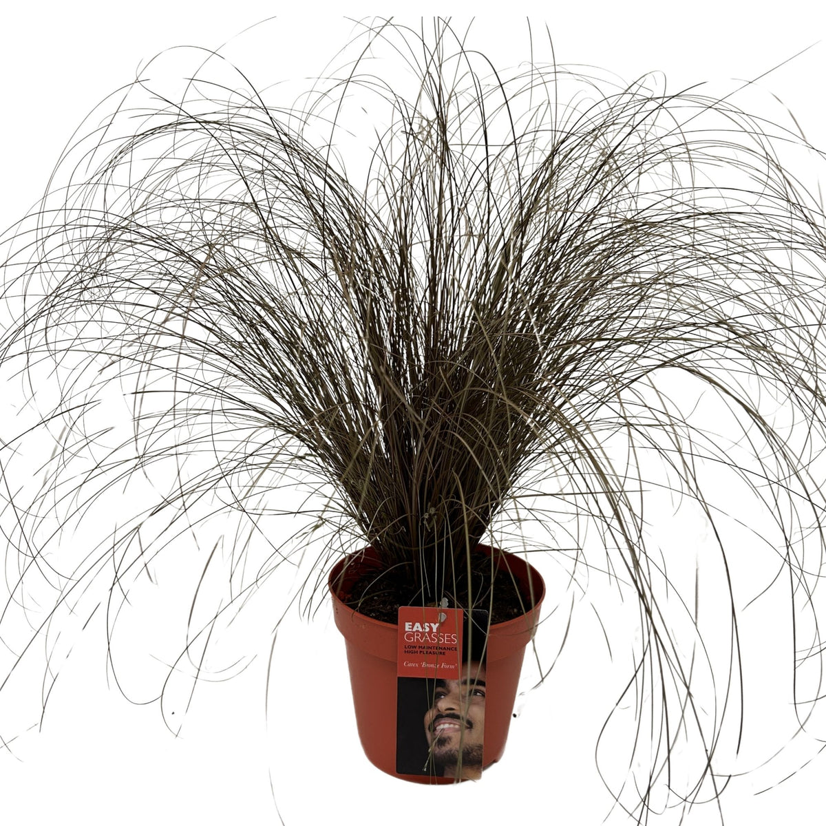 Carex Bronze Form 45cm 17cm Pot