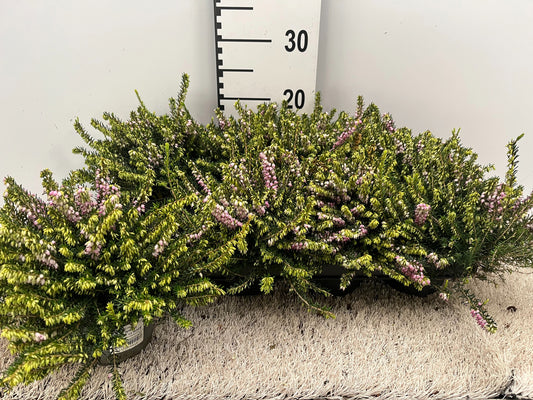 Erica Rosalena 20cm 12cm Pot