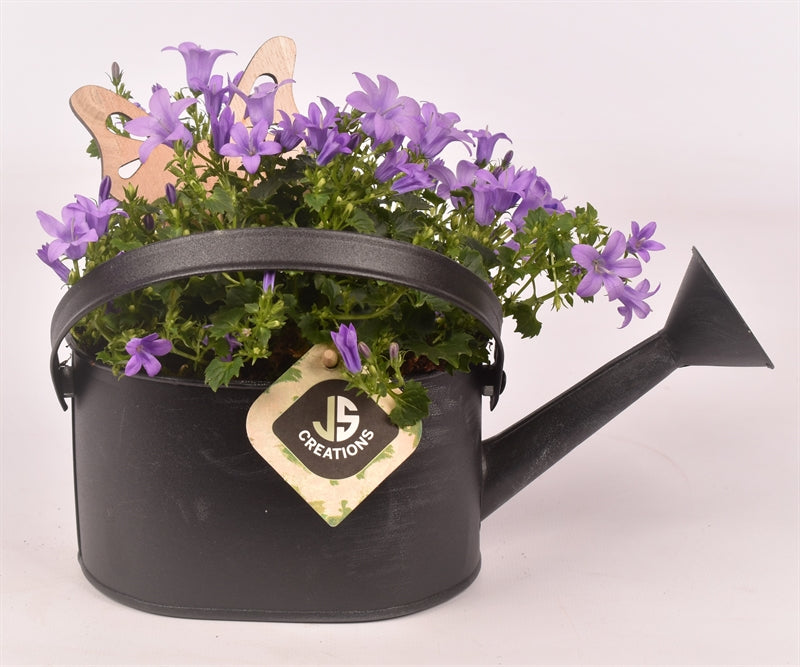 Campanula in terracotta pot 15cm Pot