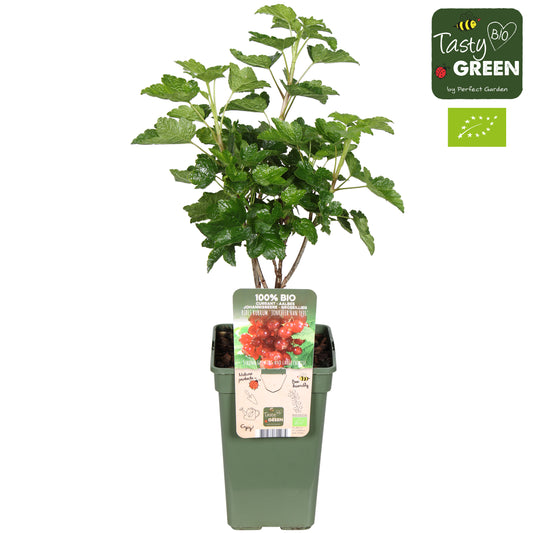Ribes Jonkheer van Tets (Red Currant) 50cm 19cm Pot