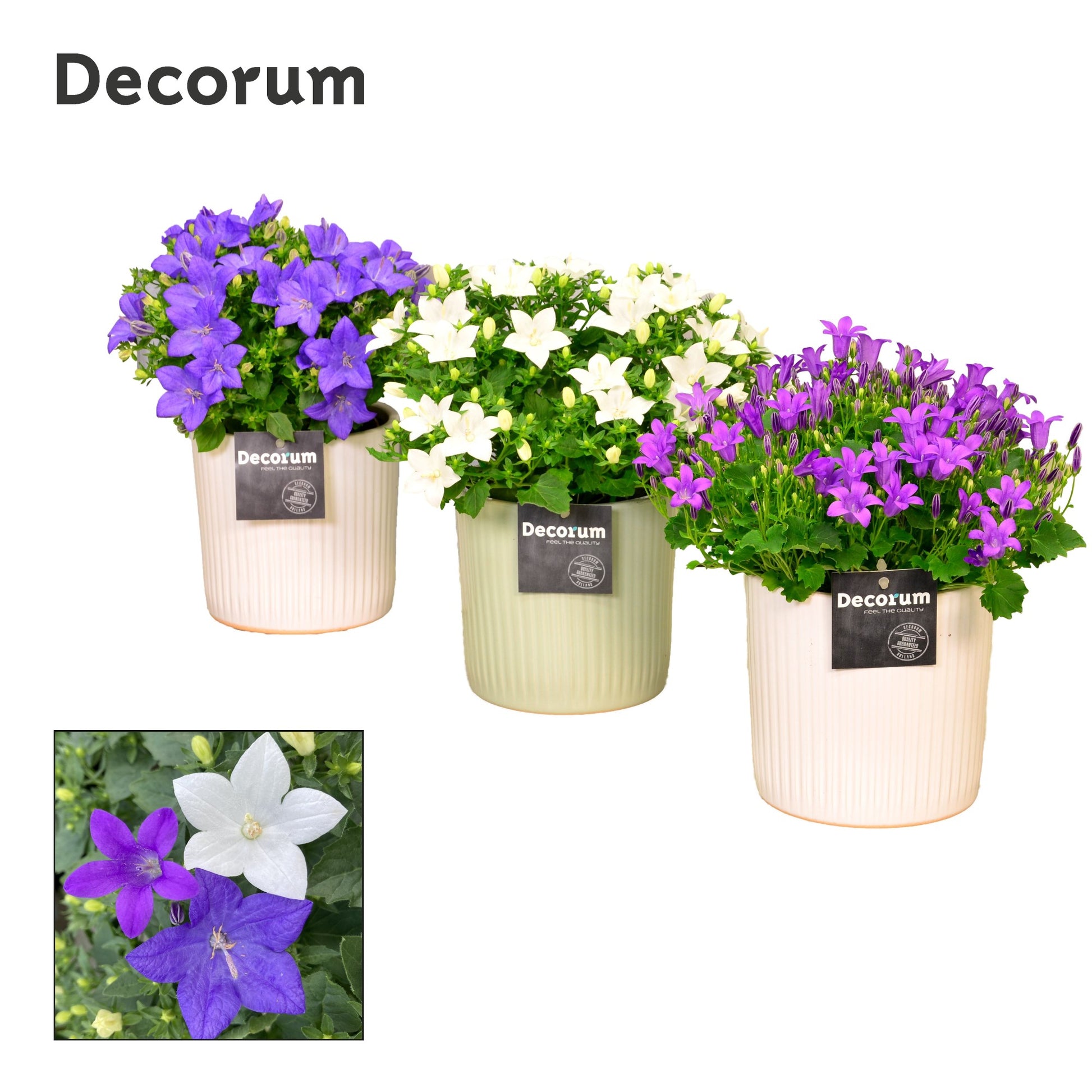 Campanula Hybrid 22cm 15cm Pot