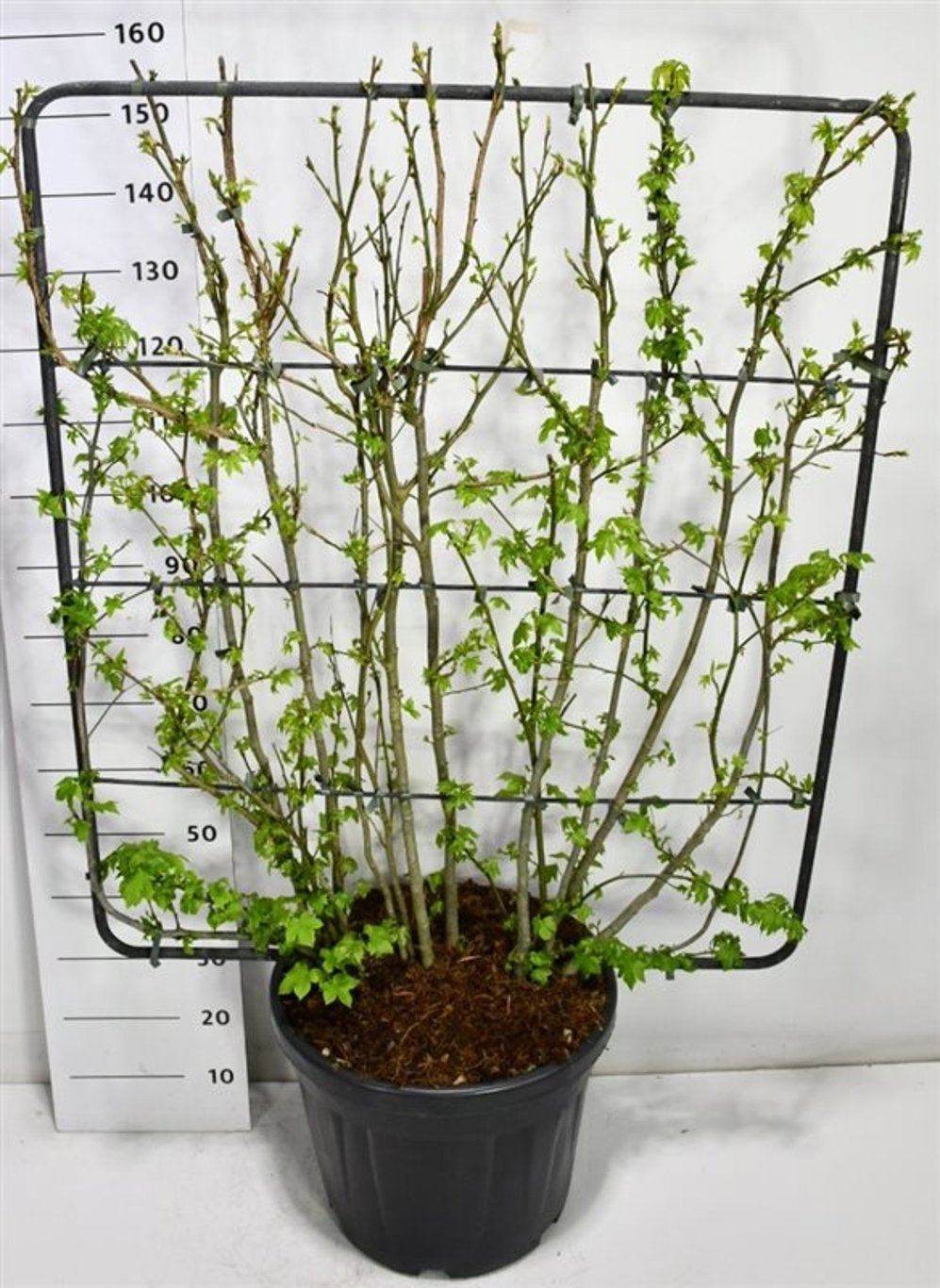 Bloemenkampen BV, Hkw. de Liquidambar styraciflua Pack of 1