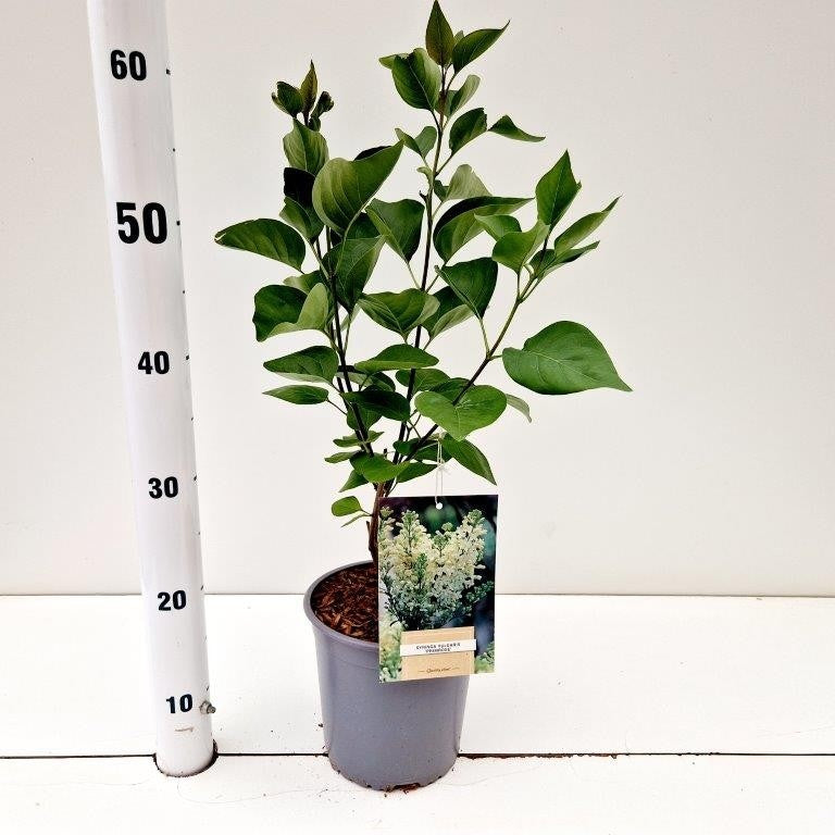 Syringa vulgaris Primrose 35cm 17cm Pot