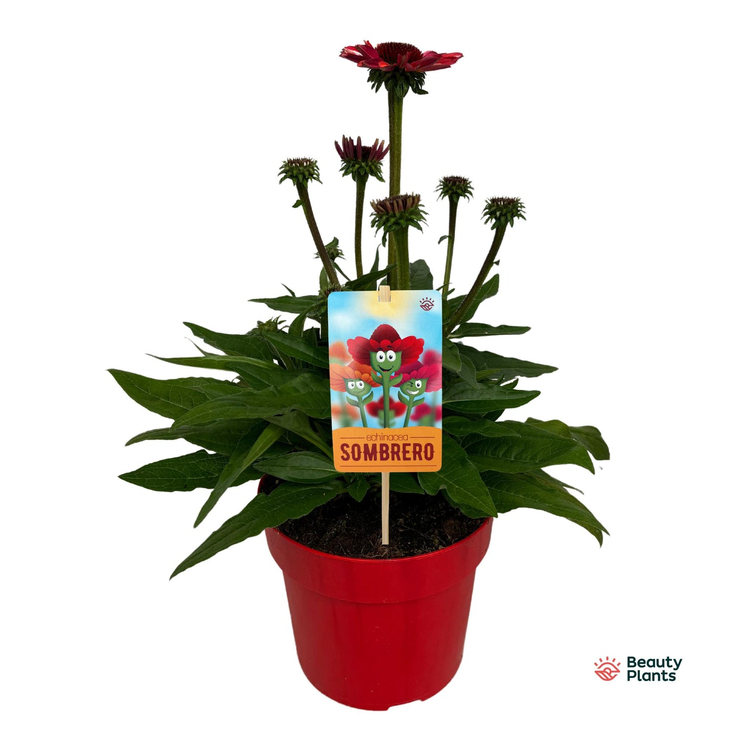 Echinacea Sombrero Red 50cm 17cm Pot