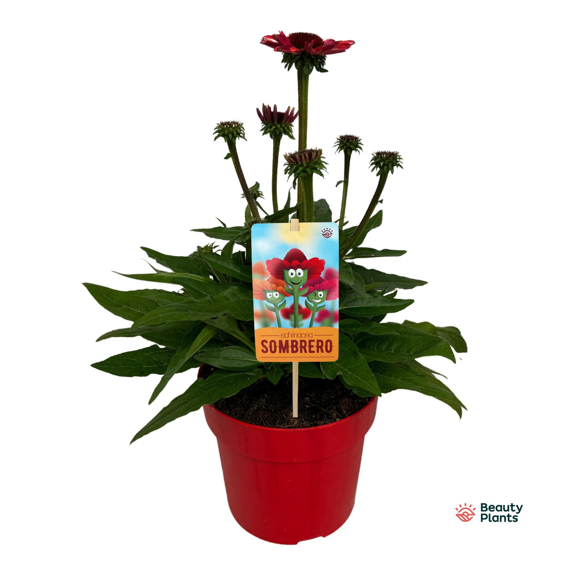 Echinacea Sombrero Red 50cm 17cm Pot
