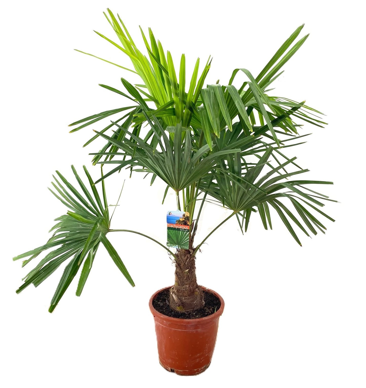 Trachycarpus fortunei 150cm 33cm Pot