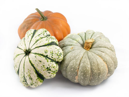 Cucurbita pepo mix 20cm 20cm Pot