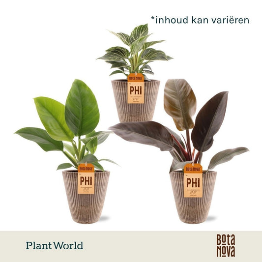 Philodendron scandens 30cm 12cm Pot