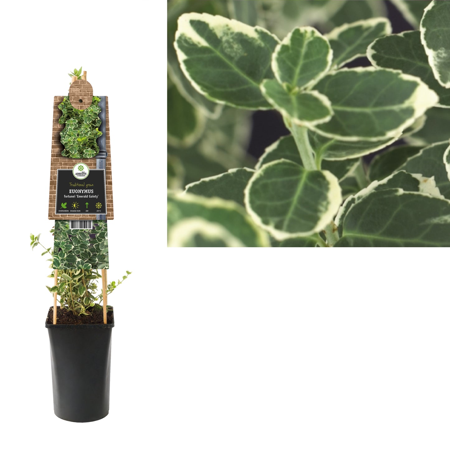 Euonymus Emerald Gaiety 75cm 17cm Pot