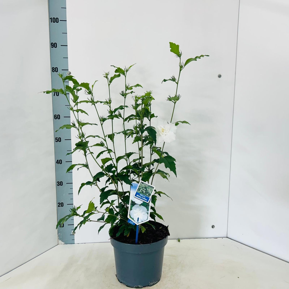 Hibiscus syriacus White Chiffon 75cm 23cm Pot