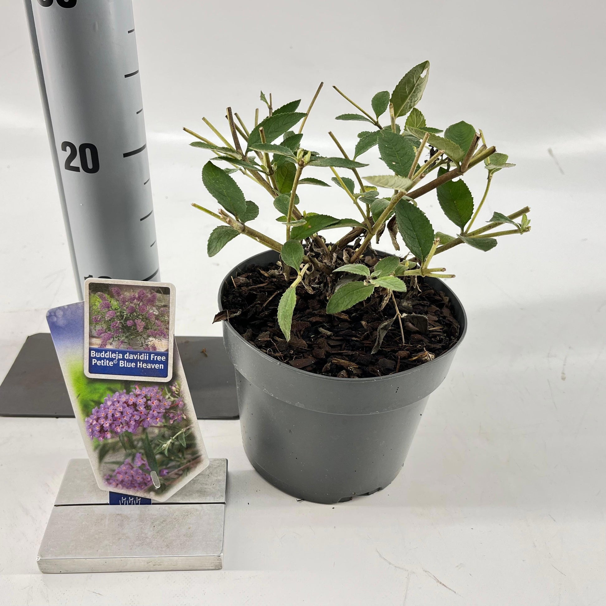 Buddleja Blue Heaven 20cm 17cm Pot