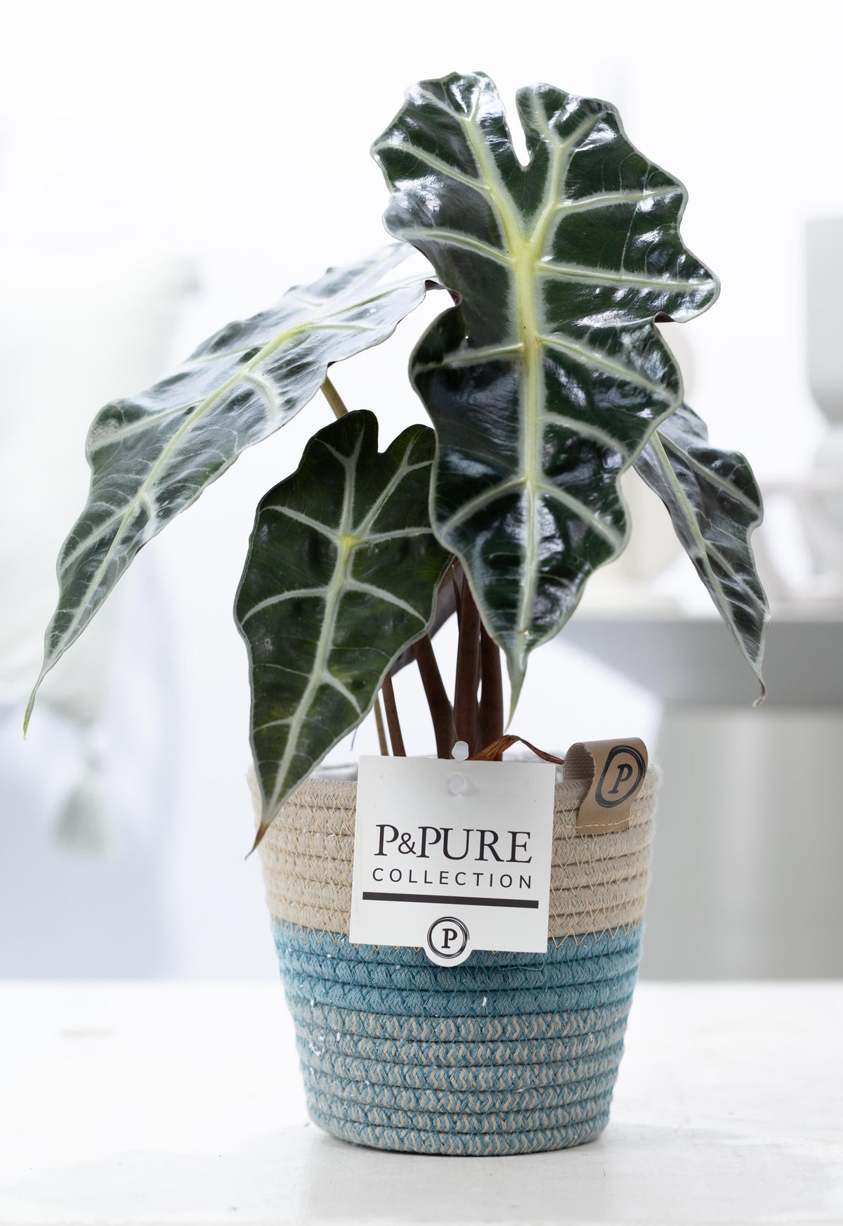 Alocasia amazonica 40cm 12cm Pot