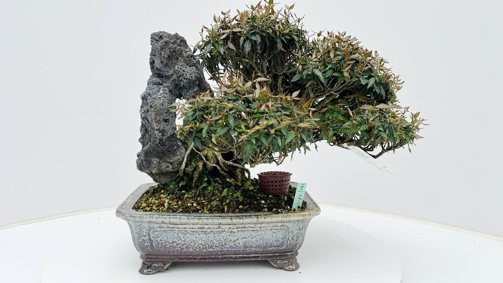 Lodder Bonsai BV Trachelospermum asiaticum Pack of 1