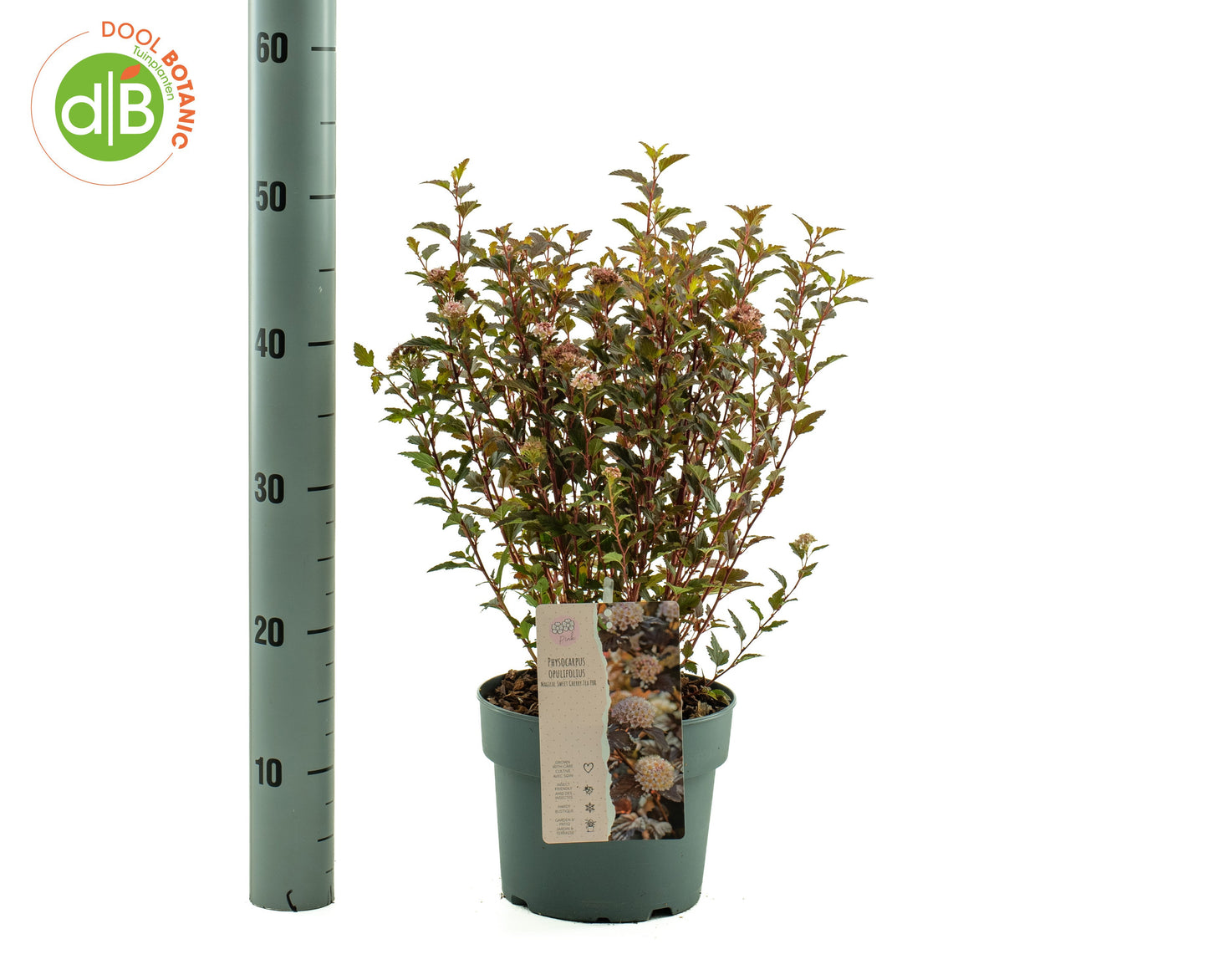 Dool Botanic Physocarpus opu. Sweet Cherry Tea Pack of 1