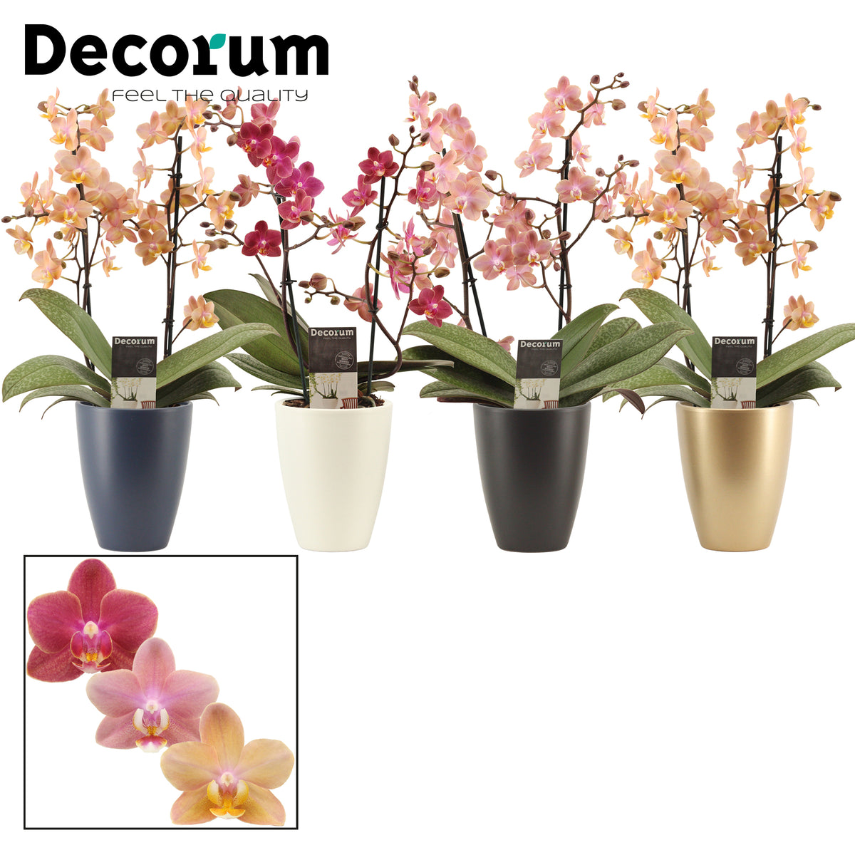 Phalaenopsis mix 35cm 12cm Pot