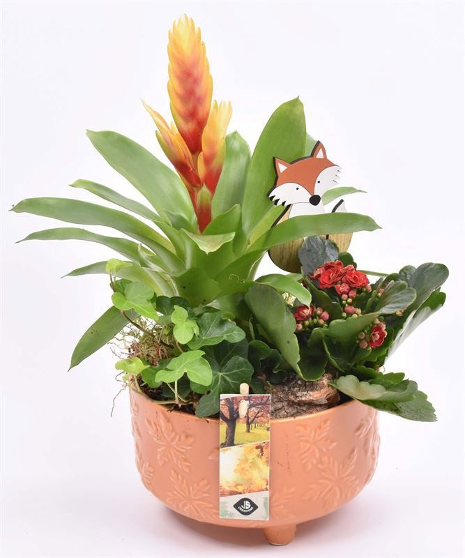 Indoor arrangement 16cm Pot