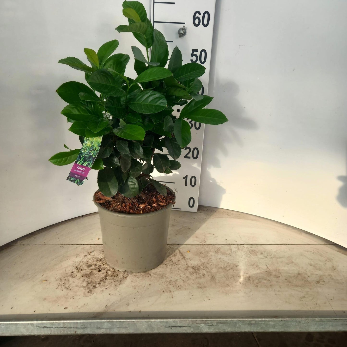 Prunus Etna 55cm 23cm Pot