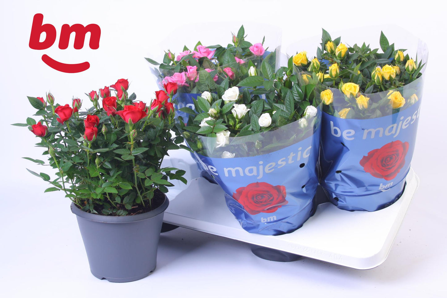 Rosa Beau Monde mix 30cm 17cm Pot