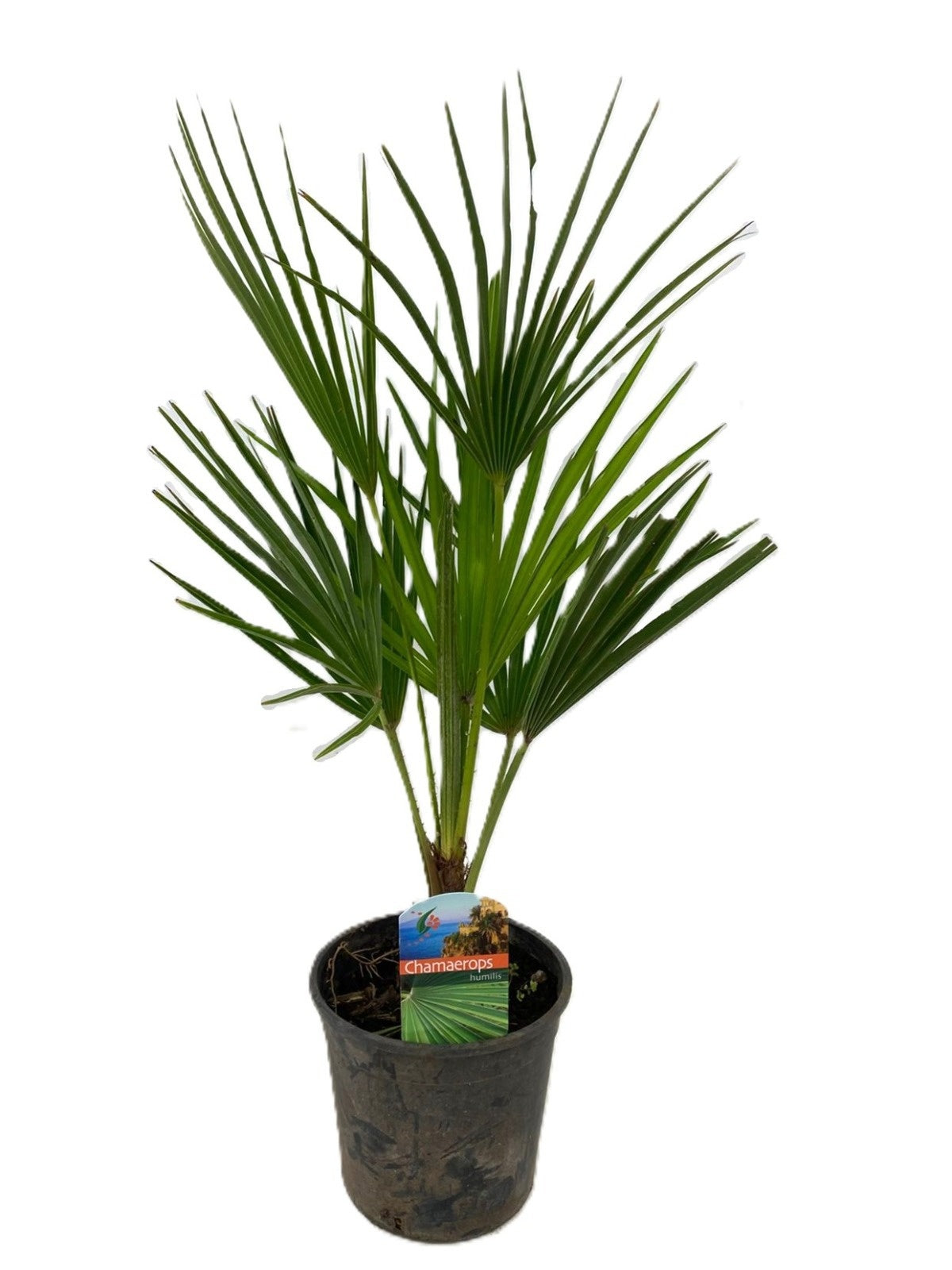 Luiten Kwekerij BV Chamaerops humilis Pack of 6