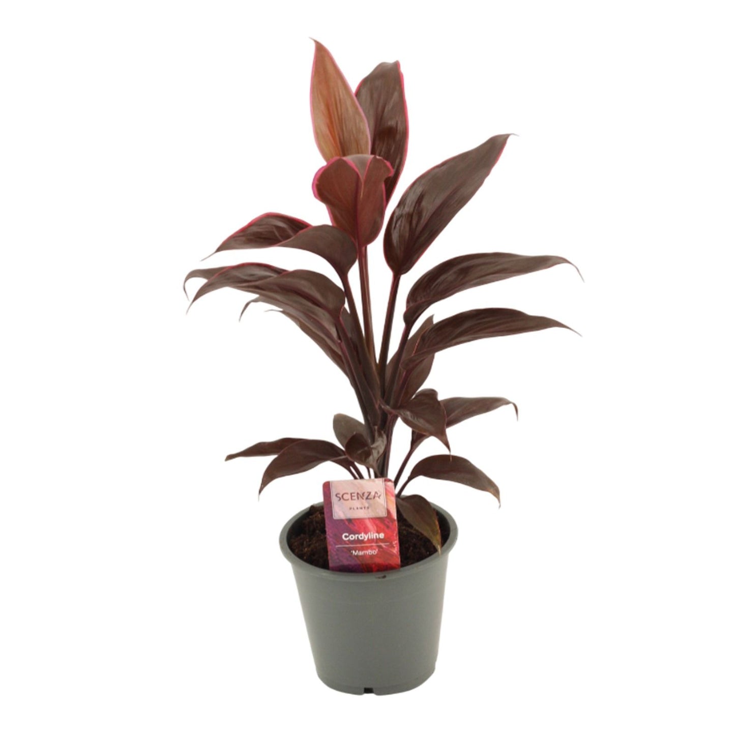 Cordyline frut. Mambo 40cm 12cm Pot