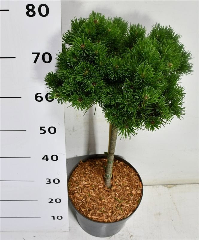 Pinus thunbergii 80cm 26cm Pot