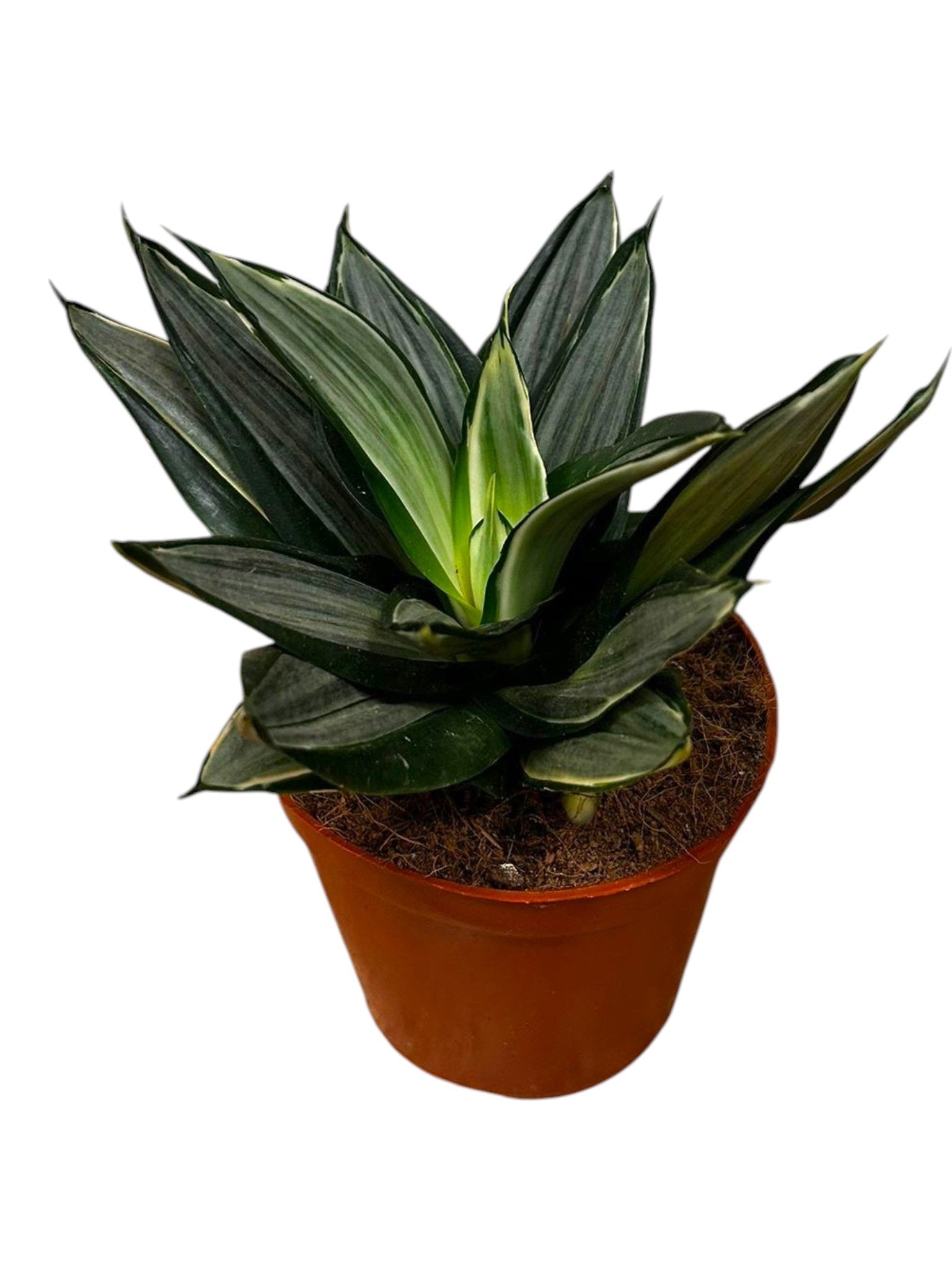 Sansevieria trifasciata 25cm 14cm Pot