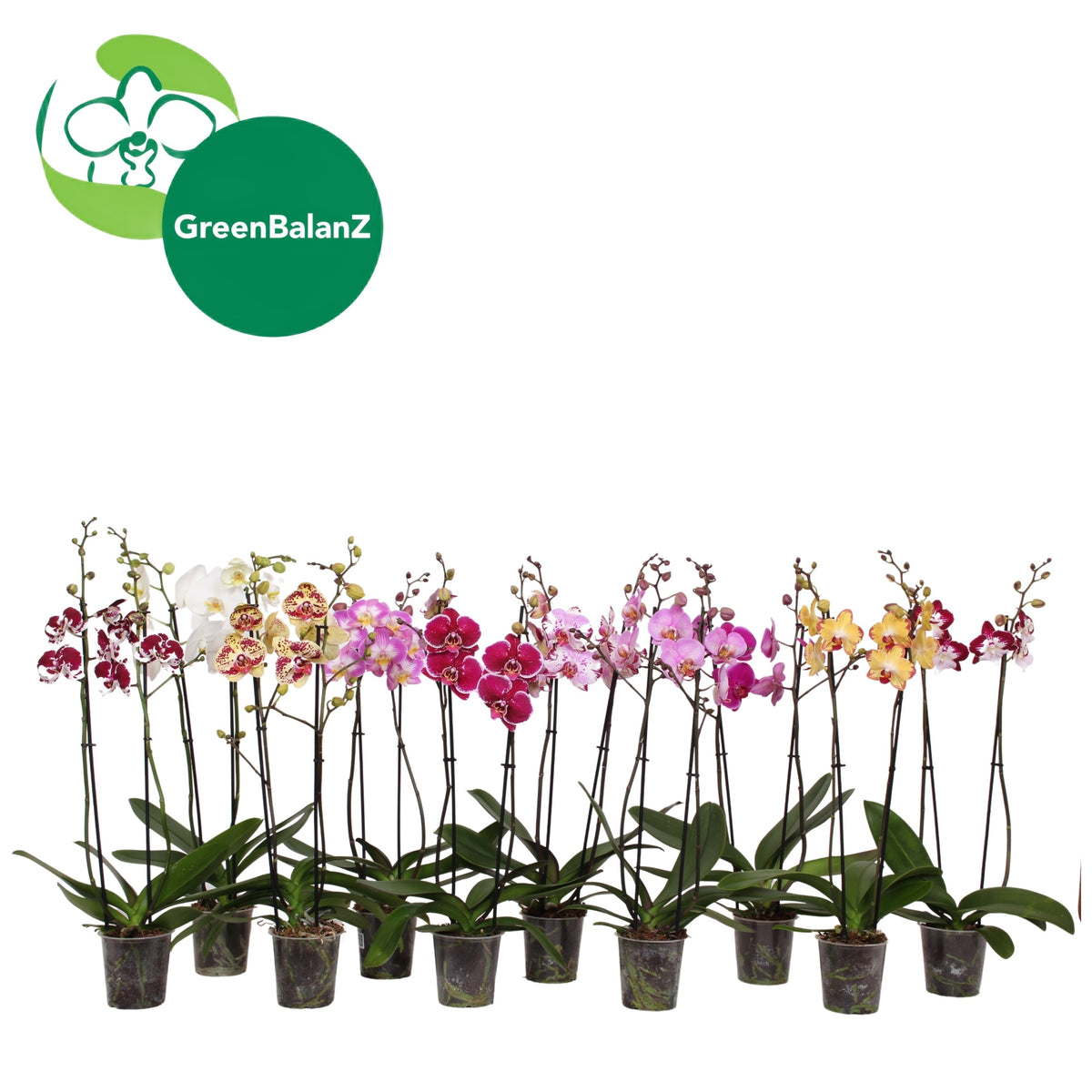 Phalaenopsis mix 65cm 12cm Pot