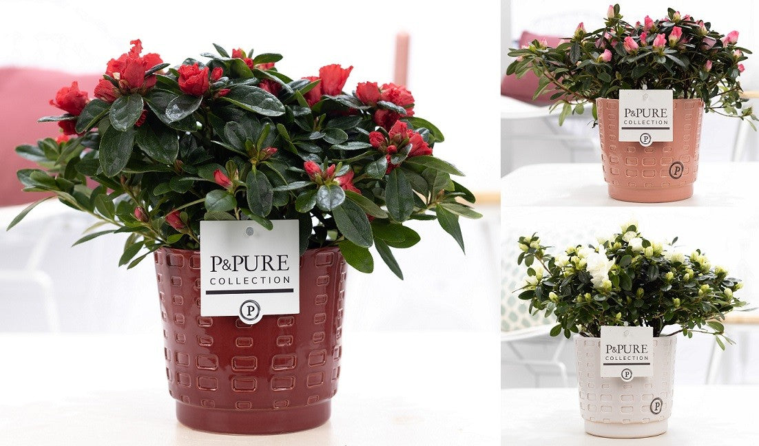 Rhododendron simsii mix 30cm 12cm Pot