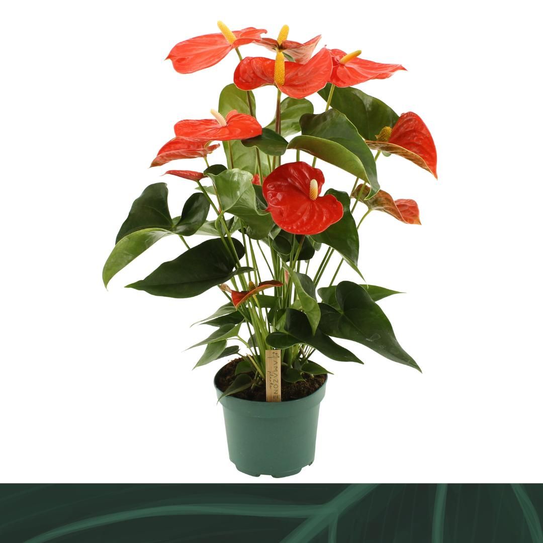 Anthurium Florida 60cm 17cm Pot
