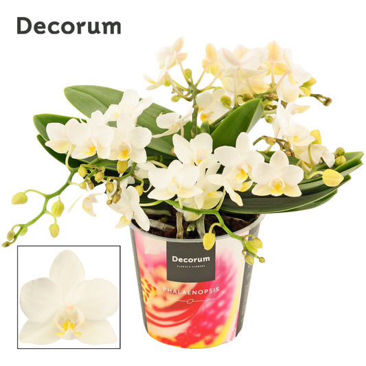 Phalaenopsis mf. Table Whitney 25cm 12cm Pot
