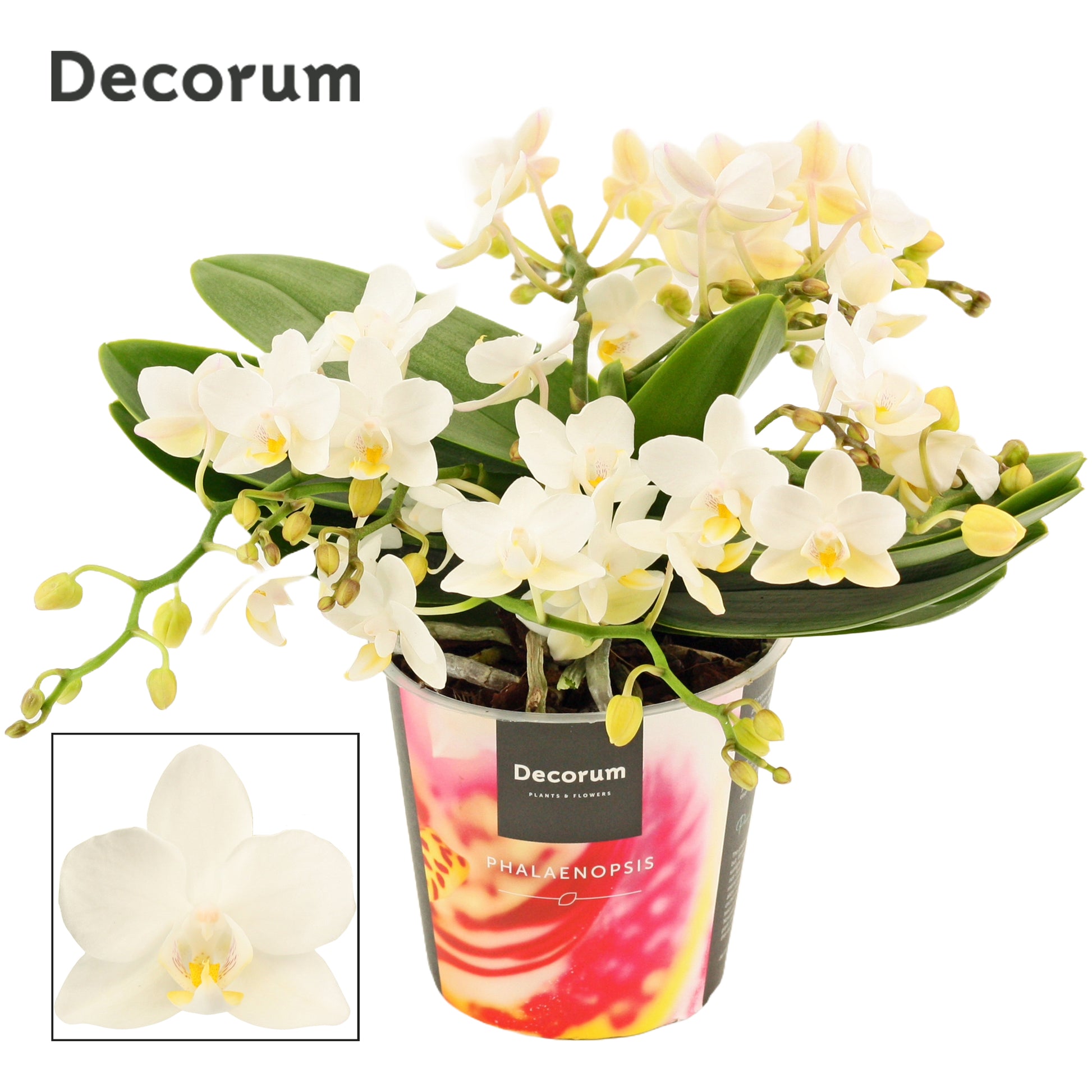 Duijn-Hove BV, kwekerij Phalaenopsis mf. Table Whitney Pack of 5