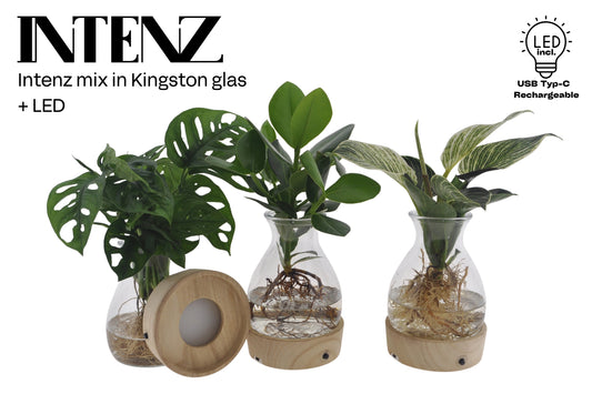 VDE plant BV Foliage Intenz mix in Kingston glass + LED Pack of 3