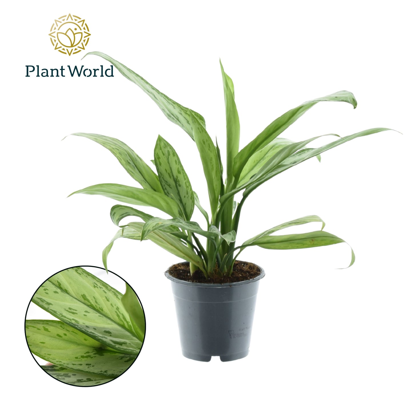 Aglaonema Silver Queen 35cm 12cm Pot