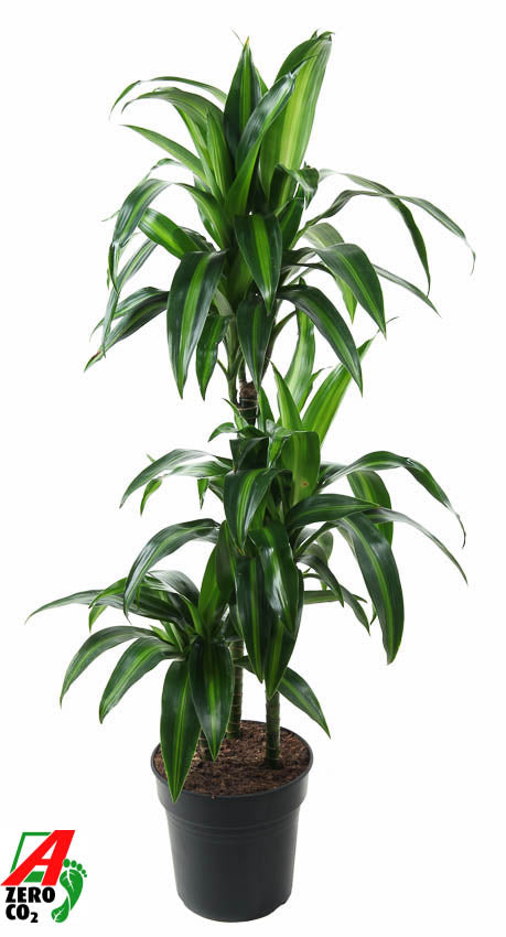 Dracaena fragrans Hawaiian Sunshine 100cm 21cm Pot