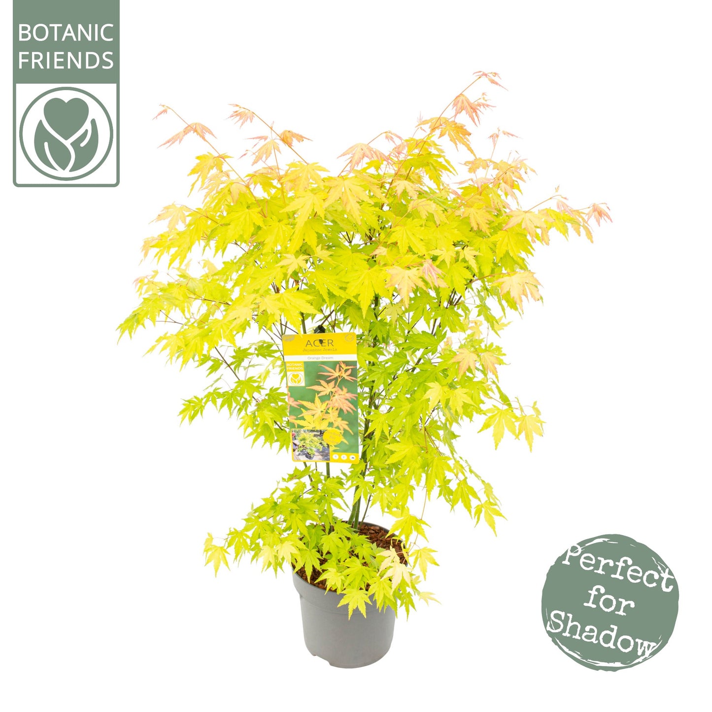 Acer Orange Dream 80cm 24cm Pot