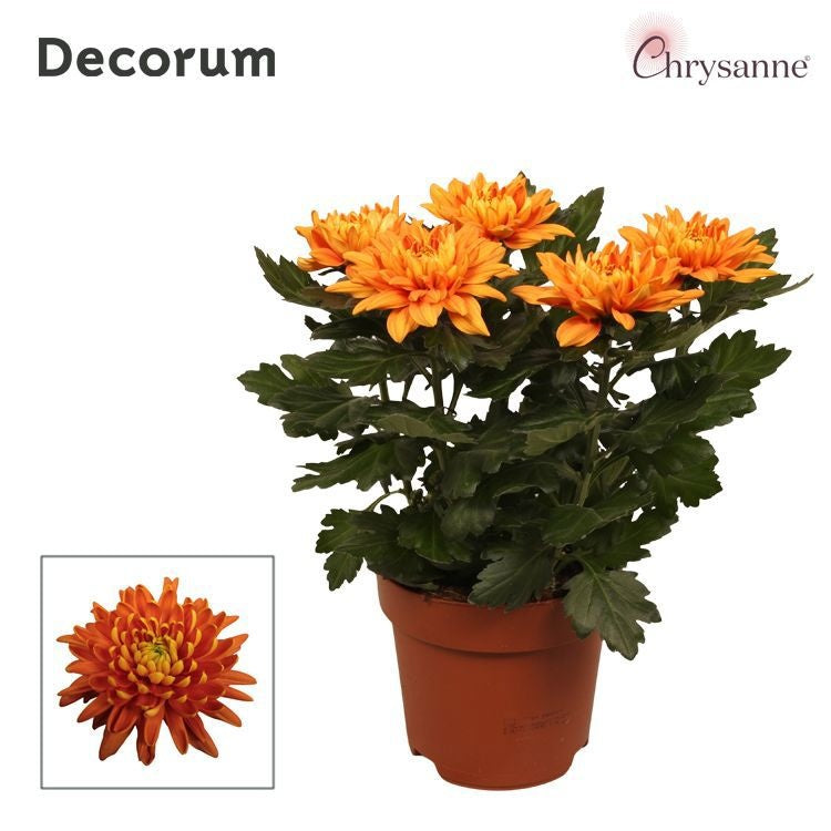 Chrysanthemum Zembla Orange 35cm 17cm Pot