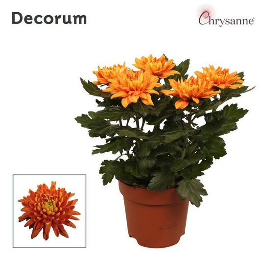 Chrysanthemum Zembla Orange 35cm 17cm Pot